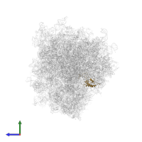 Small ribosomal subunit protein uS11 in PDB entry 6ip6, assembly 1, side view.