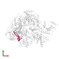 3'-vRNA in PDB entry 6kut, assembly 1, front view.