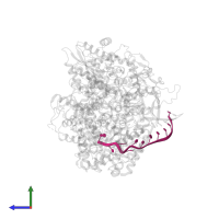 3'-vRNA in PDB entry 6kut, assembly 1, side view.