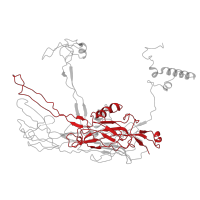 The deposited structure of PDB entry 6l2t contains 3 copies of Pfam domain PF04451 (Large eukaryotic DNA virus major capsid protein) in Hexon protein p72. Showing 1 copy in chain C.