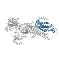 The deposited structure of PDB entry 6lly contains 1 copy of Pfam domain PF00689 (Cation transporting ATPase, C-terminus) in Sarcoplasmic/endoplasmic reticulum calcium ATPase 2. Showing 1 copy in chain A.
