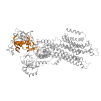 The deposited structure of PDB entry 6lly contains 1 copy of Pfam domain PF13246 (Cation transport ATPase (P-type)) in Sarcoplasmic/endoplasmic reticulum calcium ATPase 2. Showing 1 copy in chain A.