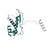 The deposited structure of PDB entry 6nu2 contains 1 copy of Pfam domain PF01196 (Ribosomal protein L17) in Large ribosomal subunit protein bL17m. Showing 1 copy in chain M [auth O].