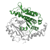 The deposited structure of PDB entry 6o2t contains 52 copies of Pfam domain PF00091 (Tubulin/FtsZ family, GTPase domain) in Tubulin beta chain. Showing 1 copy in chain VC [auth 4V].