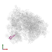 Small ribosomal subunit protein uS10 in PDB entry 6olf, assembly 1, front view.