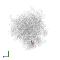 Small ribosomal subunit protein uS10 in PDB entry 6olf, assembly 1, side view.