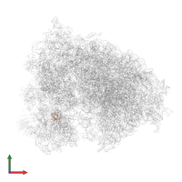 Small ribosomal subunit protein eS28 in PDB entry 6olf, assembly 1, front view.