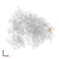 Large ribosomal subunit protein eL28 in PDB entry 6olf, assembly 1, front view.