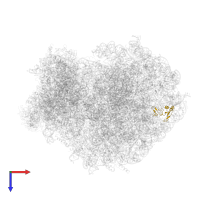 Large ribosomal subunit protein eL28 in PDB entry 6olf, assembly 1, top view.