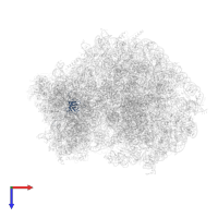 Small ribosomal subunit protein uS17 in PDB entry 6om0, assembly 1, top view.