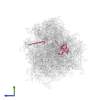 Large ribosomal subunit protein uL4 in PDB entry 6om0, assembly 1, side view.