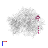 Large ribosomal subunit protein uL4 in PDB entry 6om0, assembly 1, top view.