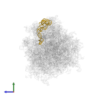 5S ribosomal RNA in PDB entry 6om0, assembly 1, side view.