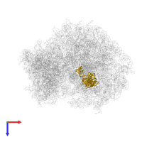 5S ribosomal RNA in PDB entry 6om0, assembly 1, top view.