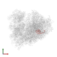 Large ribosomal subunit protein uL13 in PDB entry 6om0, assembly 1, front view.