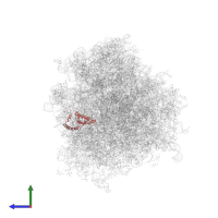 Large ribosomal subunit protein uL13 in PDB entry 6om0, assembly 1, side view.