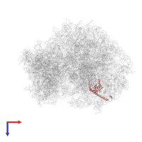 Large ribosomal subunit protein uL13 in PDB entry 6om0, assembly 1, top view.