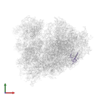 Large ribosomal subunit protein uL24 in PDB entry 6om0, assembly 1, front view.