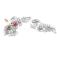 The deposited structure of PDB entry 6orb contains 8 copies of Pfam domain PF07728 (AAA domain (dynein-related subfamily)) in Midasin. Showing 8 copies in chain A.