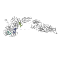 The deposited structure of PDB entry 6orb contains 3 copies of Pfam domain PF17867 (Midasin AAA lid domain) in Midasin. Showing 3 copies in chain A.