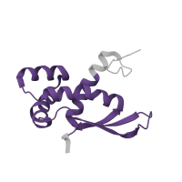 The deposited structure of PDB entry 6orl contains 1 copy of Pfam domain PF01196 (Ribosomal protein L17) in Large ribosomal subunit protein bL17. Showing 1 copy in chain N.