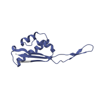 The deposited structure of PDB entry 6orl contains 1 copy of Pfam domain PF00237 (Ribosomal protein L22p/L17e) in Large ribosomal subunit protein uL22. Showing 1 copy in chain S.