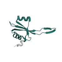 The deposited structure of PDB entry 6orl contains 1 copy of Pfam domain PF00276 (Ribosomal protein L23) in Large ribosomal subunit protein uL23. Showing 1 copy in chain T.