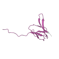 The deposited structure of PDB entry 6orl contains 1 copy of Pfam domain PF01016 (Ribosomal L27 protein) in Large ribosomal subunit protein bL27. Showing 1 copy in chain W.