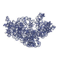 The deposited structure of PDB entry 6orl contains 1 copy of Rfam domain RF00177 (Bacterial small subunit ribosomal RNA) in 16S ribosomal RNA. Showing 1 copy in chain B [auth 2].