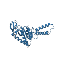 The deposited structure of PDB entry 6orl contains 1 copy of Pfam domain PF00318 (Ribosomal protein S2) in Small ribosomal subunit protein uS2. Showing 1 copy in chain FA [auth g].