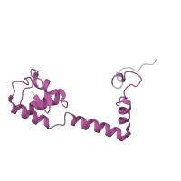 The deposited structure of PDB entry 6orl contains 1 copy of Pfam domain PF00416 (Ribosomal protein S13/S18) in Small ribosomal subunit protein uS13. Showing 1 copy in chain QA [auth r].