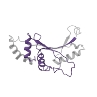 The deposited structure of PDB entry 6orl contains 1 copy of Pfam domain PF00673 (ribosomal L5P family C-terminus) in Large ribosomal subunit protein uL5. Showing 1 copy in chain G [auth E].