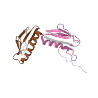 The deposited structure of PDB entry 6orl contains 2 copies of Pfam domain PF00347 (Ribosomal protein L6) in Large ribosomal subunit protein uL6. Showing 2 copies in chain H [auth F].