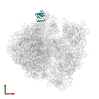 Large ribosomal subunit protein uL18 in PDB entry 6orl, assembly 1, front view.