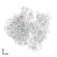 Large ribosomal subunit protein bL35 in PDB entry 6orl, assembly 1, front view.