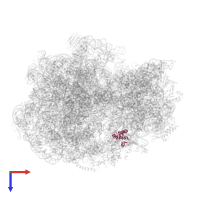 Small ribosomal subunit protein uS15 in PDB entry 6orl, assembly 1, top view.