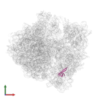 Small ribosomal subunit protein uS17 in PDB entry 6osk, assembly 1, front view.