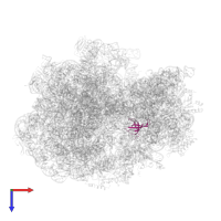 Small ribosomal subunit protein uS17 in PDB entry 6osk, assembly 1, top view.
