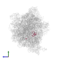 Small ribosomal subunit protein uS12 in PDB entry 6osq, assembly 1, side view.
