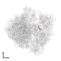 Messenger RNA in PDB entry 6osq, assembly 1, front view.