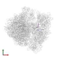 Small ribosomal subunit protein bS21 in PDB entry 6osq, assembly 1, front view.