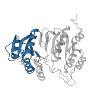 The deposited structure of PDB entry 6pfn contains 2 copies of Pfam domain PF02629 (CoA binding domain) in Succinate--CoA ligase [ADP-forming] subunit alpha. Showing 1 copy in chain A.