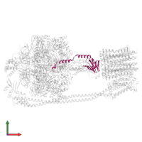 ATP synthase epsilon chain in PDB entry 6pqv, assembly 1, front view.