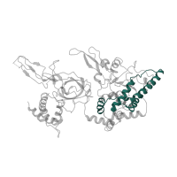 The deposited structure of PDB entry 6ptn contains 2 copies of Pfam domain PF17855 (MCM AAA-lid domain) in Minichromosome maintenance protein 5. Showing 1 copy in chain L [auth l].