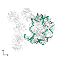 DNA (147-MER) in PDB entry 6pwv, assembly 1, front view.