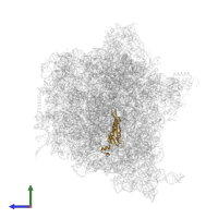 Small ribosomal subunit protein uS5 in PDB entry 6q9a, assembly 1, side view.