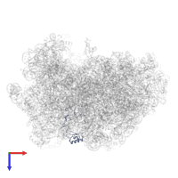 Large ribosomal subunit protein eL32 in PDB entry 6qt0, assembly 1, top view.