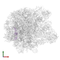 Large ribosomal subunit protein uL24 in PDB entry 6qul, assembly 1, front view.