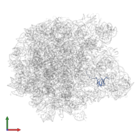 Large ribosomal subunit protein bL27 in PDB entry 6qul, assembly 1, front view.