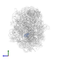 Large ribosomal subunit protein bL27 in PDB entry 6qul, assembly 1, side view.